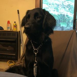 Meet your Posher, Kris